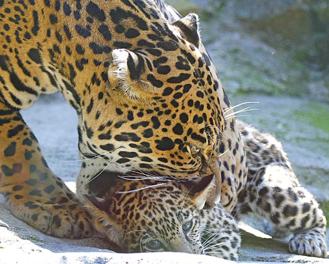 Jaguar Cub