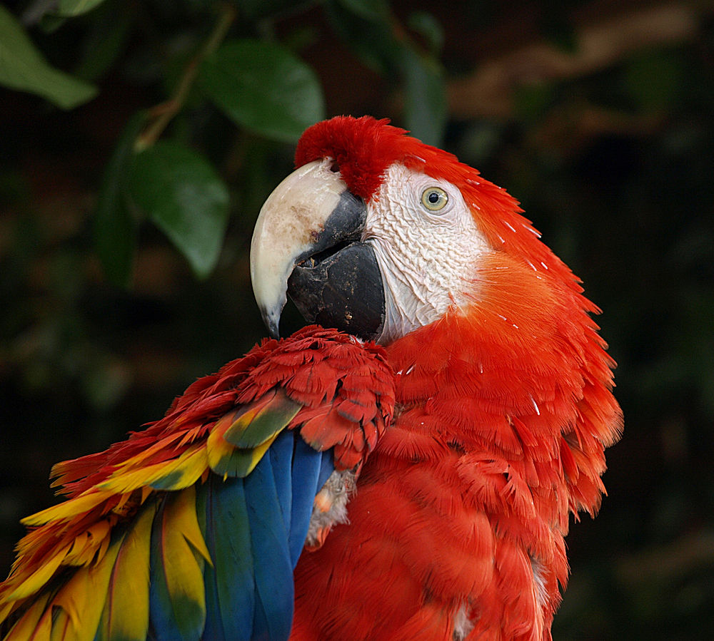 Macaw