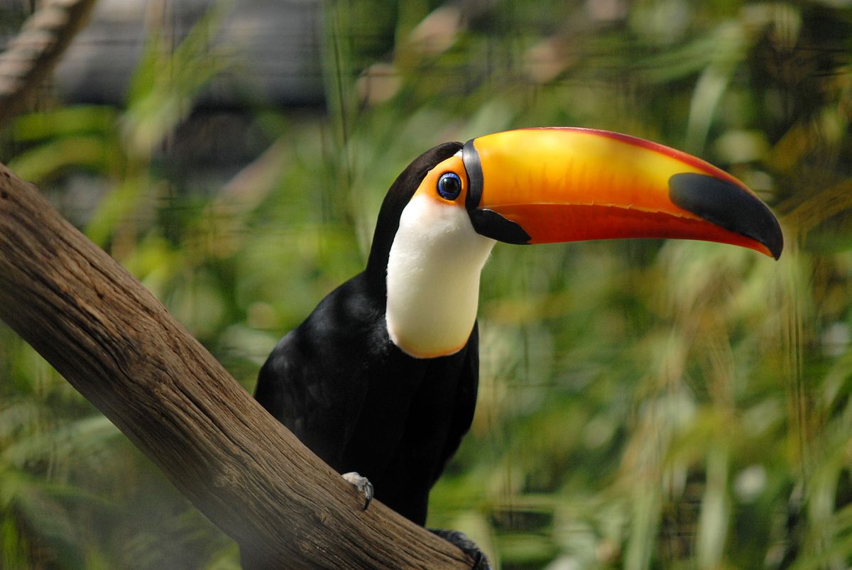 Toucan