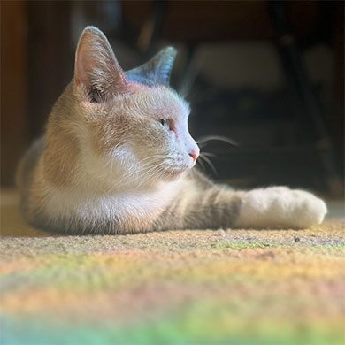 Cat in the sun