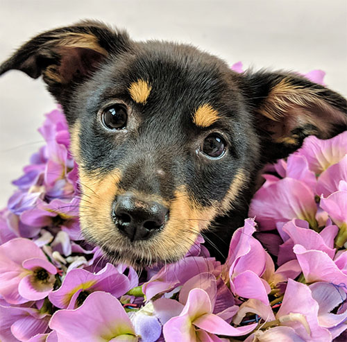 Black and Brown dog in purple flowers