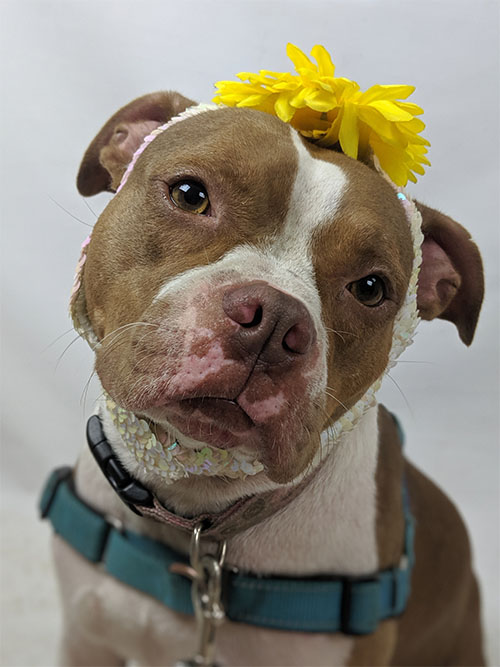 White and Brown Dog with Yellow Flower