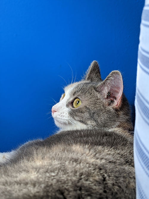 Cat and Blue Walls