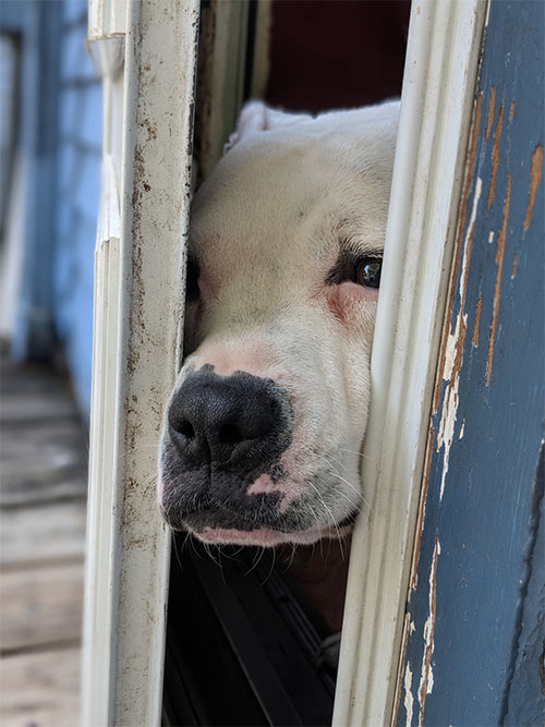 Dog Stuck in Door